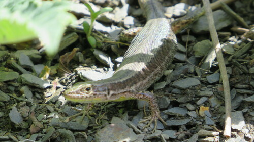 Caucasian Lizard, Darevskia caucasica