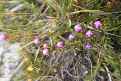 Boronia pilosa