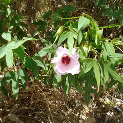 Gossypium robinsonii