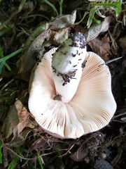 Heterophyllidia