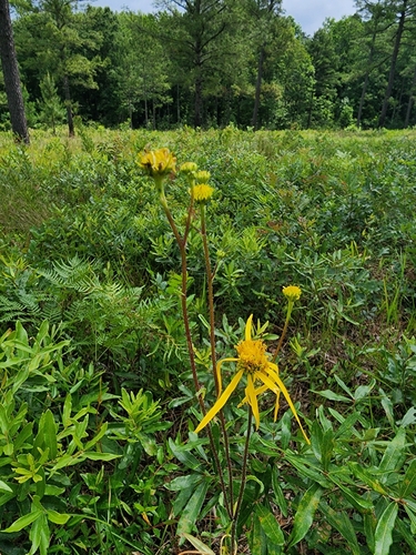 Coastal Plain Crownbeard (Verbesina aristata)