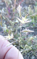 Rytidosperma buchananii