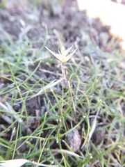 Rytidosperma buchananii