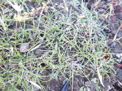 Rytidosperma buchananii