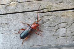 Phymatodes testaceus