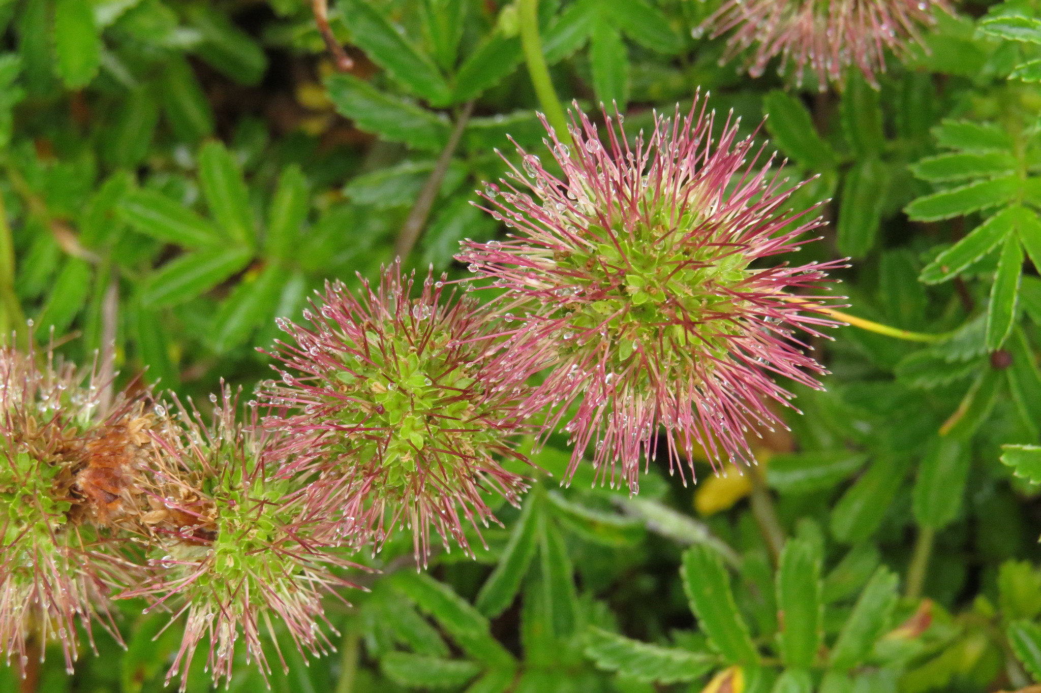 Acaena pallida
