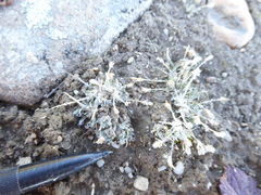 Poa maniototo