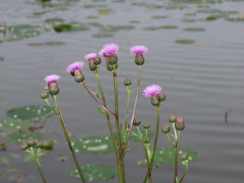 Cirsium arvense iNat (2)