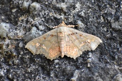 Lopharthrum comprimens