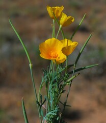 Eschscholzia californica ssp. mexicana