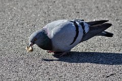 Columba livia domestica