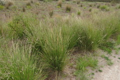 Poa poiformis