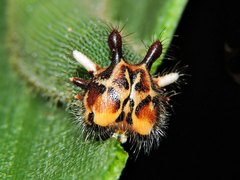 Dynastor darius stygianus