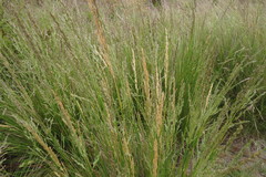 Poa poiformis