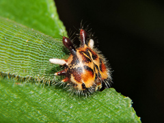 Dynastor darius stygianus