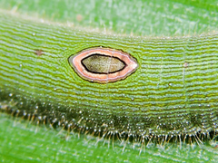 Dynastor darius stygianus