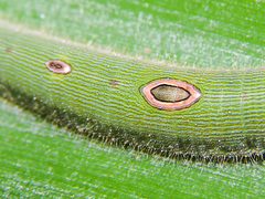 Dynastor darius stygianus