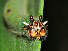 Dynastor darius stygianus