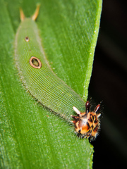 Dynastor darius stygianus