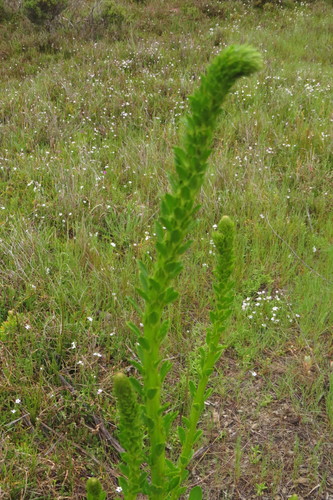 Image of Lawrencia spicata by (c) coenobita, some rights reserved (CC BY)