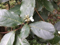 Viburnum tinus