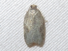 Acleris cornana
