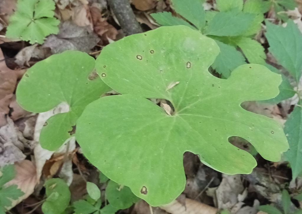bloodroot from New Palestine, Indiana 46163, ÉtatsUnis on May 28, 2023