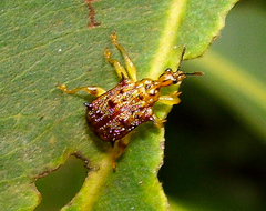 Apoderinae