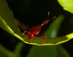 Apoderinae