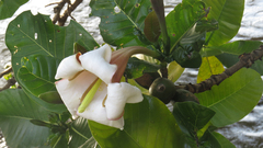 Gardenia imperialis image