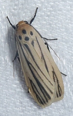 Tigrioides leucanioides