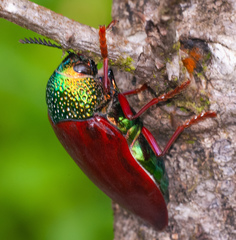 Sternocera