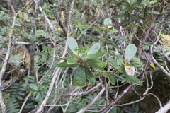 Olearia tasmanica