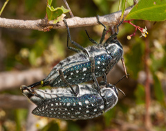 Julodis