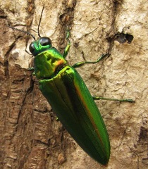 Chrysochroa rajah