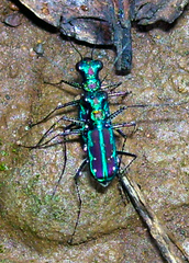 Jansenia azureocincta