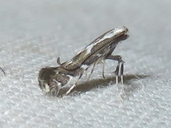 Leucospilapteryx venustella