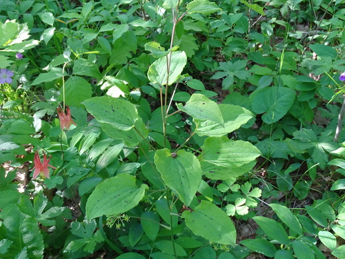 Image of Smilax illinoensis by no rights reserved