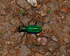 Cicindela whithillii