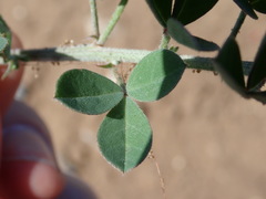 Indigofera porrecta