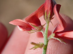 Indigofera porrecta
