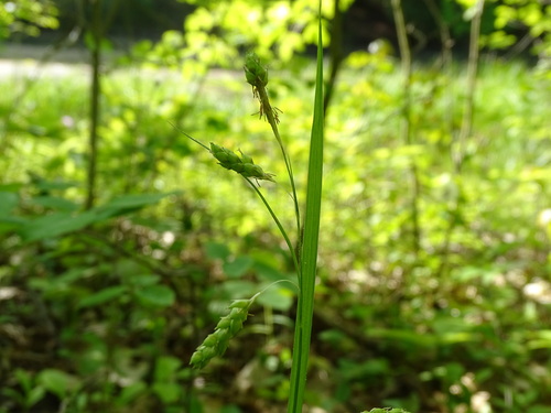 Image of Carex formosa by no rights reserved