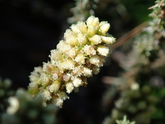 Ifloga repens