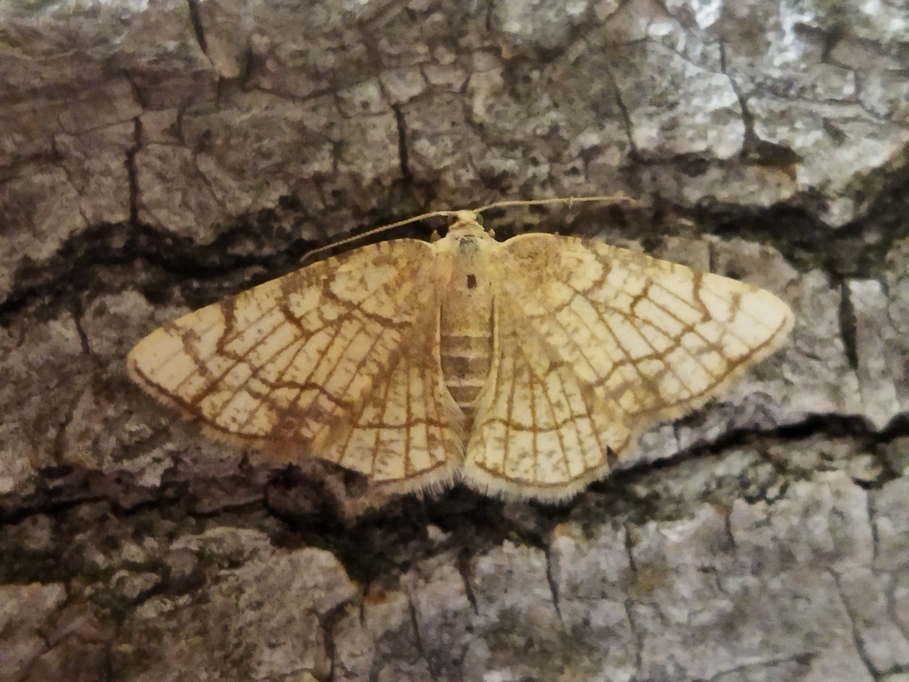 Stegania dilectaria