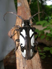 Calothyrza margaritifera