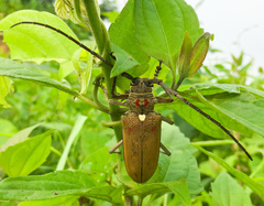 Batocera rufomaculata