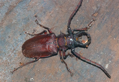 Priotyrannus mordax