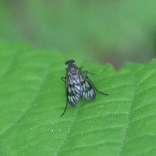 Common snipe fly