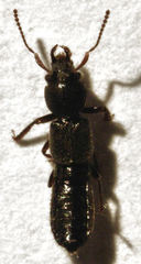 Bledius
