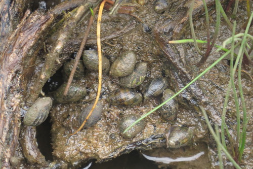 Ophicardelus ornatus